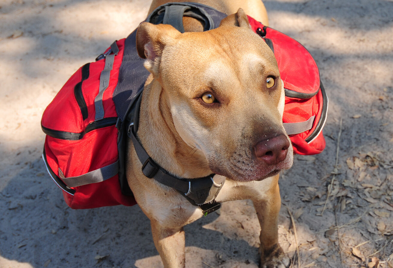 dog wearing outdoor pack ready for hike
